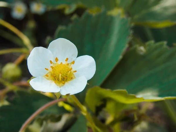 Erdbeerblüte Gartenarbeit Gartenerdbeere Weiße Blüten Und Knospen Mit Grünen Blättern — Stockfoto
