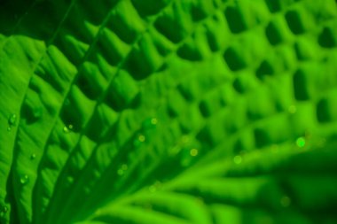 Ormanda yağmur damlası olan yeşil bir yaprak. Yaprakların üzerine su damlası. Yeşil yaprak desenli arka plan çok az desenli. Koyu yeşil desenli büyük tropikal yaprak yaprakları, soyut doğa arka planı..