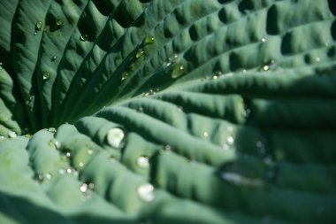 Ormanda yağmur damlası olan yeşil bir yaprak. Yaprakların üzerine su damlası. Yeşil yaprak desenli arka plan çok az desenli. Koyu yeşil desenli büyük tropikal yaprak yaprakları, soyut doğa arka planı..