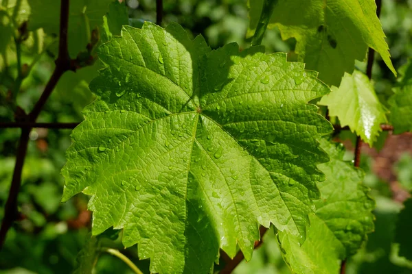 Vine Mříži Hroznové Listy Dešti Jaře Městském Dvoře Slunečného Dne — Stock fotografie