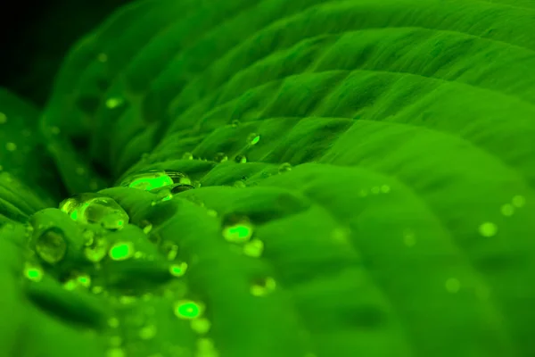 Πράσινο Φύλλο Σταγόνα Βροχής Στη Ζούγκλα Νερό Πέφτει Στα Φύλλα — Φωτογραφία Αρχείου