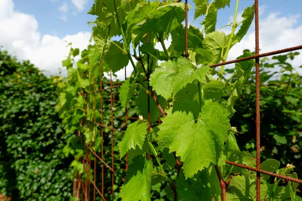 Vine Een Trellis Druivenbladeren Regen Het Voorjaar Een Binnenplaats Een — Stockfoto