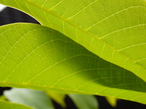 Vista Perto Folhas Verdes Nogueira Com Luz Solar Folha Macro — Fotografia de Stock