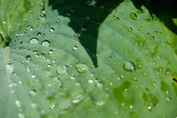 Folha Verde Com Gota Chuva Selva Gota Água Nas Folhas — Fotografia de Stock