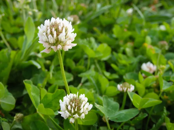 Flor Blanca Trébol Sobre Una Hierba Verde Imagen Macro Una —  Fotos de Stock