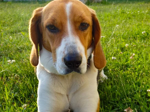 Háziállatok Aranyos Észt Vadászkutya Fekszik Zöld Füvön Aranyos Beagle Kutya — Stock Fotó