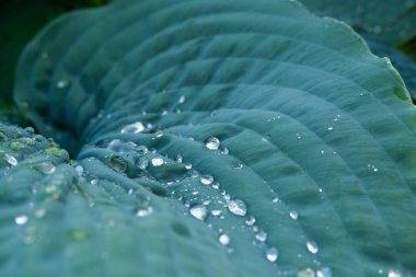 Ormanda yağmur damlası olan yeşil bir yaprak. Yaprakların üzerine su damlası. Yeşil yaprak desenli arka plan çok az desenli. Koyu yeşil desenli büyük tropikal yaprak yaprakları, soyut doğa arka planı..