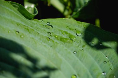 Ormanda yağmur damlası olan yeşil bir yaprak. Yaprakların üzerine su damlası. Yeşil yaprak desenli arka plan çok az desenli. Koyu yeşil desenli büyük tropikal yaprak yaprakları, soyut doğa arka planı..