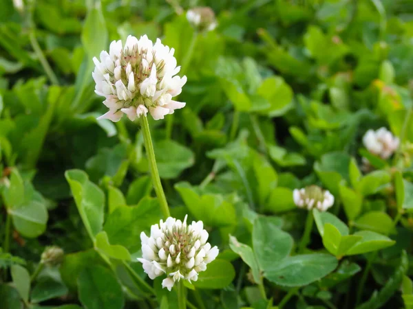 Flor Blanca Trébol Sobre Una Hierba Verde Imagen Macro Una — Foto de Stock