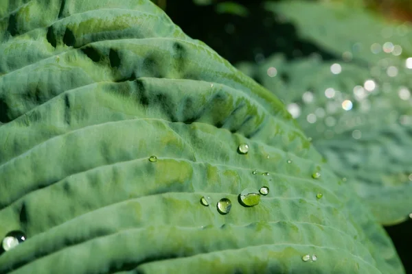 Groen Blad Met Regendruppel Jungle Waterdruppel Bladeren Groene Blad Textuur — Stockfoto