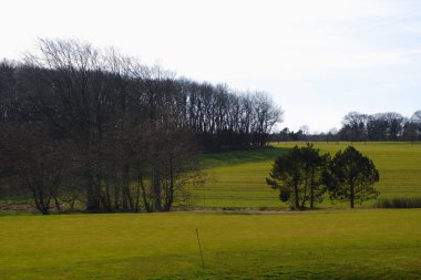 Avrupa Hilly manzarası. İlkbaharda ağaçların arasındaki tepelerde yeşil çimenler.