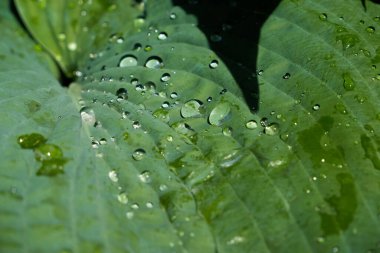 Ormanda yağmur damlası olan yeşil bir yaprak. Yaprakların üzerine su damlası. Yeşil yaprak desenli arka plan çok az desenli. Koyu yeşil desenli büyük tropikal yaprak yaprakları, soyut doğa arka planı..