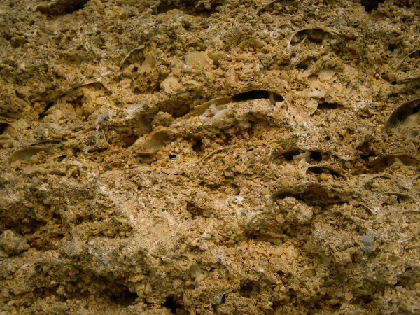 석회암 표면의 석회암을 배경으로 가까이 것입니다 석회암 이벽을 막는다 조개껍데기 — 스톡 사진