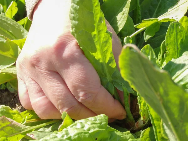 Fermier Femelle Récoltant Laitue Main Une Femme Déchire Les Feuilles — Photo