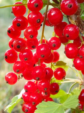 Yazın güneşli bir günde bahçedeki çalılıklarda kuşüzümü. Çalının üzerinde sulu, olgun kırmızı frenk üzümü meyveleri. Kırmızıkuşüzümü çalıların arasında büyüyor.