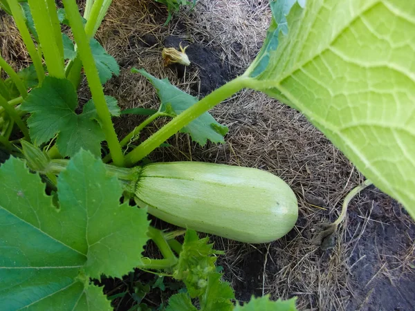 Zuccini Homegrown Letní Zelenina Sklizeň Pozadí Zemědělci Produkt Eko Zralé — Stock fotografie