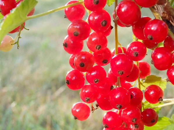 Redcurrant Bush Garden Summer Sunny Day Berries Juicy Ripe Red — Stock Photo, Image