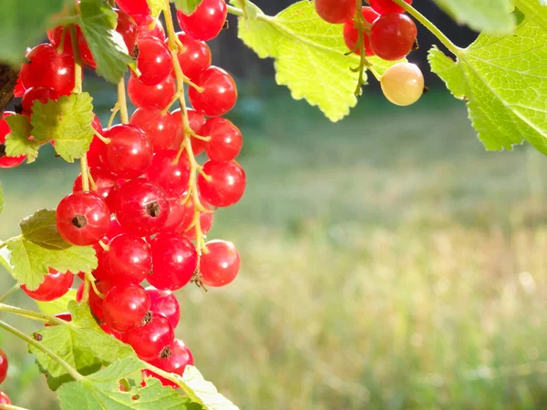 Redcurrant Bush Garden Summer Sunny Day Berries Juicy Ripe Red — Stockfoto