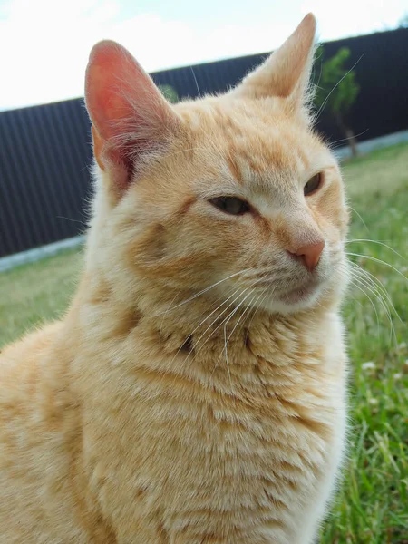 Rote Katze Sitzt Gras Sonnenlicht Ruhige Wütende Erwachsene Rote Katze — Stockfoto