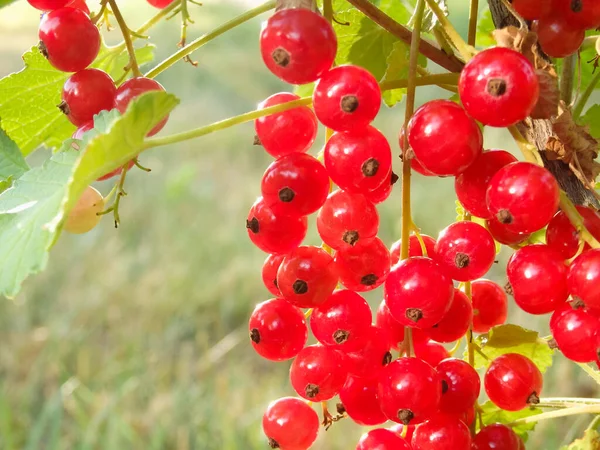 Redcurrant Bush Garden Summer Sunny Day Berries Juicy Ripe Red — Stockfoto