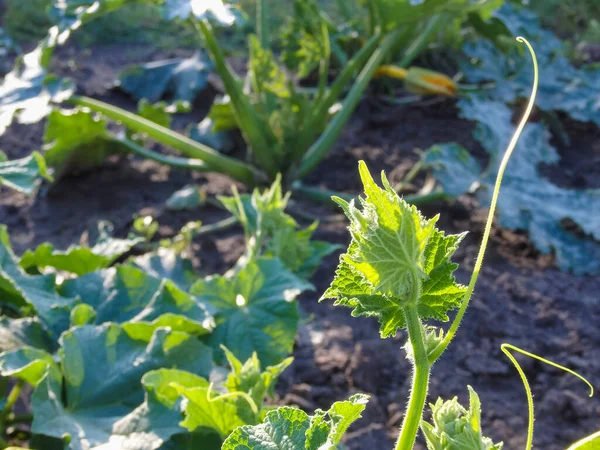 young green cucumber sprouts in the ground. Cucumber shoots. Green shoots of cucumber leaves with yellow flowers. Future green vegetables, agriculture.