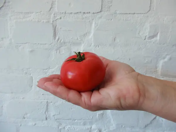 Mano Femenina Sosteniendo Tomates Frescos Atardecer Alimentación Verduras Agricultura Mujer —  Fotos de Stock