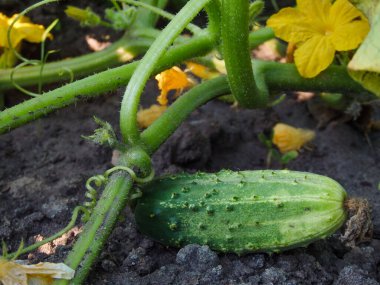 Bir salatalık bir serada yetişiyor. Bahçede salatalık yetiştiriyor.
