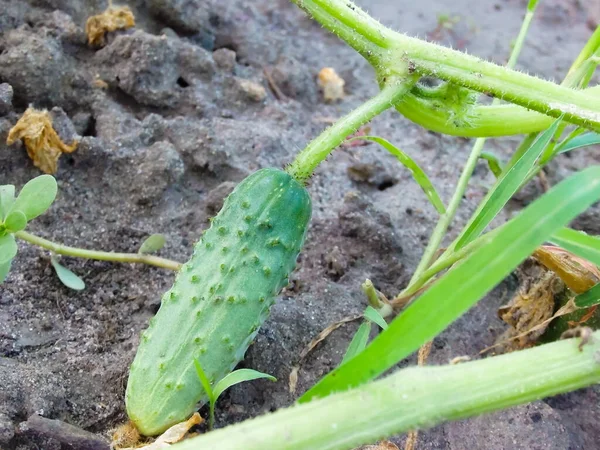 Bir salatalık bir serada yetişiyor. Bahçede salatalık yetiştiriyor.