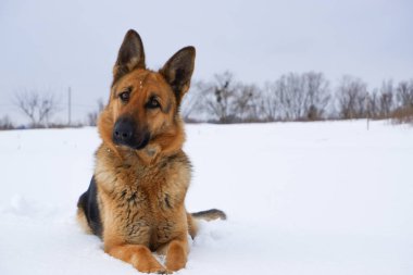 German Shepherd dog lying in the snow against the sky. Dog performs the commands of the owner.