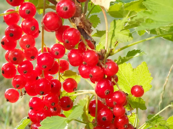 Redcurrant Bush Garden Summer Sunny Day Berries Juicy Ripe Red — Stock Photo, Image