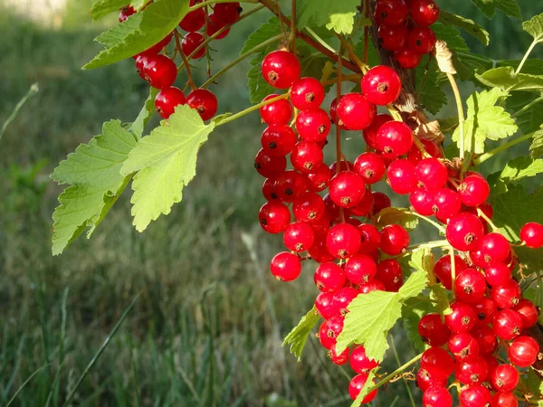 Redcurrant Bush Garden Summer Sunny Day Berries Juicy Ripe Red — Stockfoto