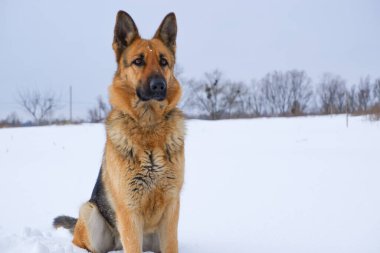 German young Shepherd dog performs the commands of the owner. German shepherd dog sitting on the snow