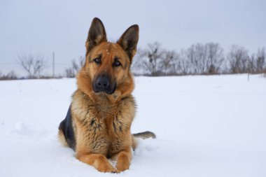 German Shepherd dog lying in the snow against the sky. Dog performs the commands of the owner.