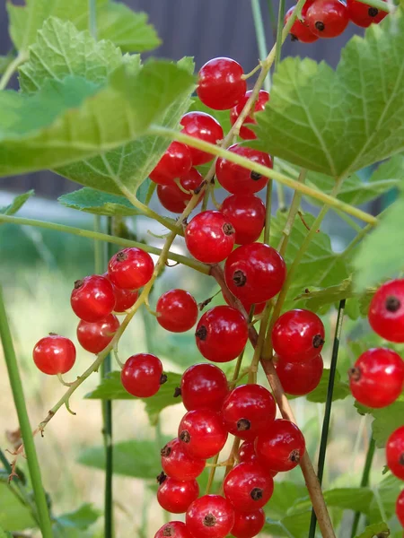 Redcurrant Bush Garden Summer Sunny Day Berries Juicy Ripe Red — Stock Photo, Image