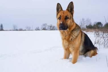 Alman genç çoban köpeği sahibinin emirlerini yerine getirir. Karda oturan Alman çoban köpeği.