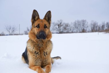 German Shepherd dog lying in the snow against the sky. Dog performs the commands of the owner.
