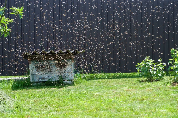 A bee swarm flew into an old abandoned hive. flock of bees flying near the beehive. A swarm of flies