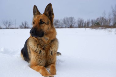 German Shepherd dog lying in the snow against the sky. Dog performs the commands of the owner.