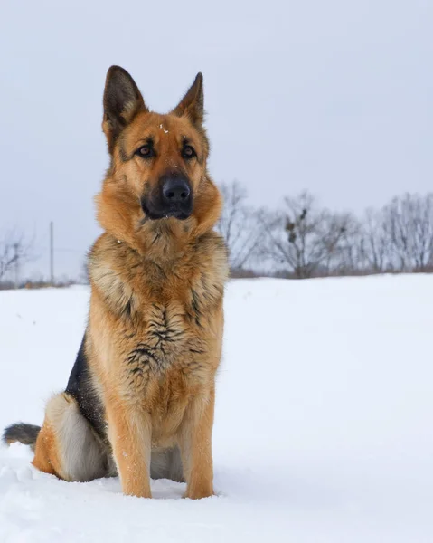 German Young Shepherd Dog Performs Commands Owner German Shepherd Dog — ストック写真
