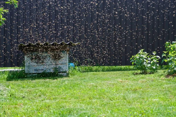 A bee swarm flew into an old abandoned hive. flock of bees flying near the beehive. A swarm of flies