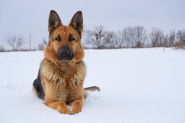 German Shepherd dog lying in the snow against the sky. Dog performs the commands of the owner.