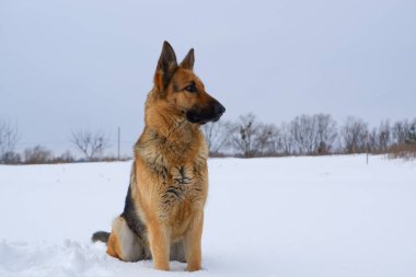 German young Shepherd dog performs the commands of the owner. German shepherd dog sitting on the snow