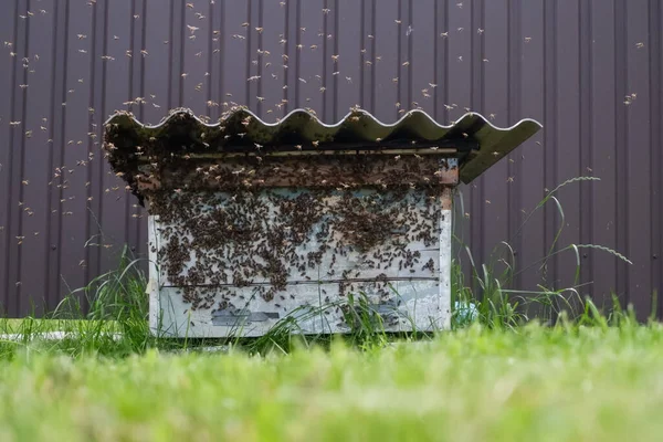 Large Swarm Bees Flies Old Abandoned Hive Migration Bees Wild — Stockfoto