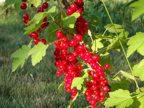 Redcurrant Bush Garden Summer Sunny Day Berries Juicy Ripe Red — Stockfoto