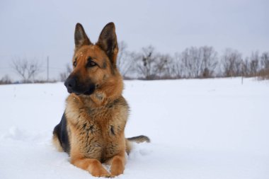 German Shepherd dog lying in the snow against the sky. Dog performs the commands of the owner.