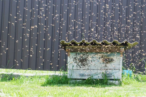 Bee Swarm Flew Old Abandoned Hive Flock Bees Flying Beehive — Stockfoto