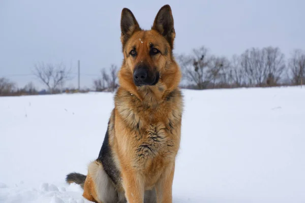 German young Shepherd dog performs the commands of the owner. German shepherd dog sitting on the snow