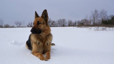 German Shepherd dog lying in the snow against the sky. Dog performs the commands of the owner.