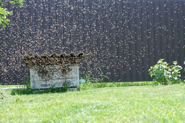 Duży Rój Pszczół Wleciał Starego Opuszczonego Ula Migracja Pszczół Dzikie — Zdjęcie stockowe