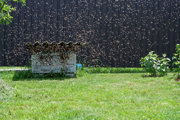 Bee Swarm Flew Old Abandoned Hive Flock Bees Flying Beehive — Stockfoto